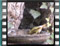 Greenfinch floros7
