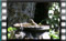 Greenfinch flwra M2U00490