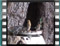 Greenfinches 2005 119