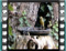 greenfinch immature pair