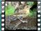 greenfinch immature