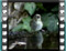 greenfinch juvenile
