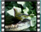 greenfinch male water 4