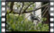 collared-Flycatcher M2U00926cr-1