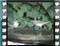 semi-collard.flycatcher-fem-50009cr2