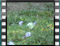 butterfly Large White 1