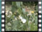 butterfly Large White 2