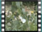 butterfly Large White 2wmv