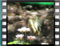 butterfly Swallowtail 11