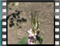 butterfly Swallowtail 16