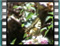 butterfly Swallowtail 7