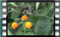 Macroglossum-stellatarum 807