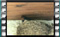 barn-swallow-building-nest