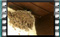 barn-swallow-nestlings-feeding-2
