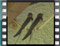 barn-swallows VERANDA-2