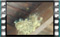 barn.swallows-00004