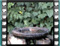 dunnock bath 2