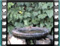 dunnock immature bath