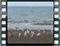gulls 1a