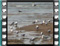 gulls 2