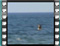 gulls 3