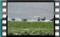 gulls-4.4.2017-00024-1