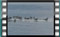 gulls-4.4.2017-00024-3