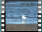 gulls 3a