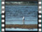 gulls 3b