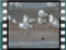 gulls Liani Ammos1a
