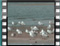 gulls Liani Ammos1b