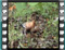 hoopoe 1