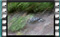hoopoe-kills-and-flies-off-with-a-centipede