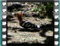 hoopoe swallows huge beetle 1
