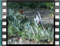hoopoe tsalapeteinos 2006 3