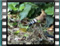 hoopoe tsalapeteinos 2006 5