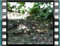 hoopoe tsalapeteinos 2006 7