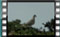 collared-dove-1.4.2016-0000