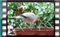 collared-dove-11.01
