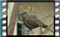 collared-dove 13-3-2016-00001