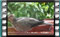 collared-dove rain 14-3-2016-00002