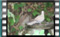 collared.dove S1270006