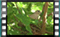 Collared.Dove.in.nest-2.6.2017 00009