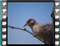 ring dove 1