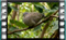 ring dove 3