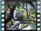 ring dove 5