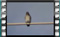 spotted flycatcher 4