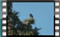 starling 26,12,201700060cr