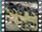 starlings 2