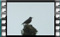 starlings 00006